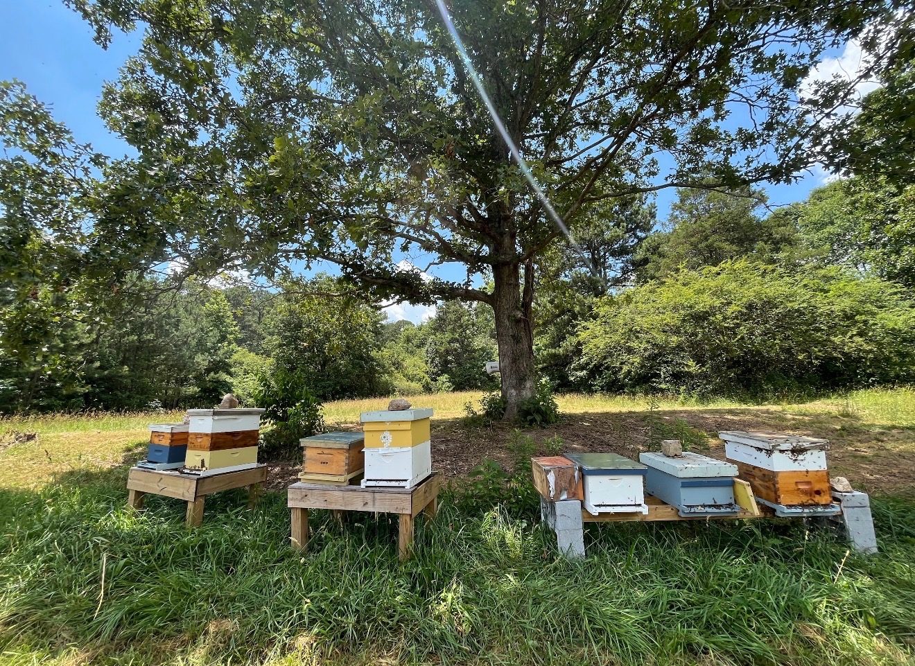 Carmen's apiary in Hamilton County, multiple hives on stands under a shade tree
