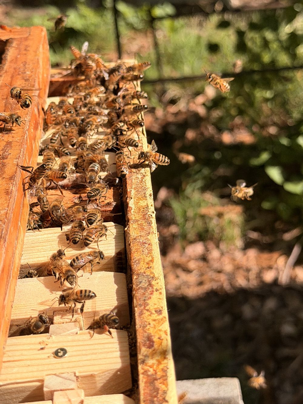 Honeybees working on frame tops in warm afternoon light