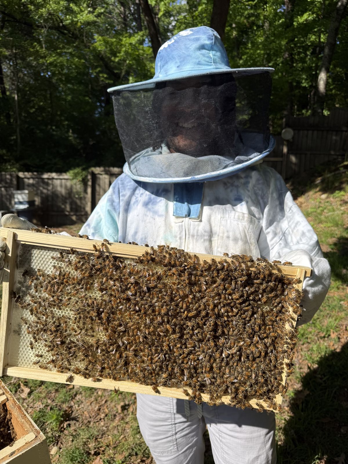 Holding a hive frame covered in bees during an inspection