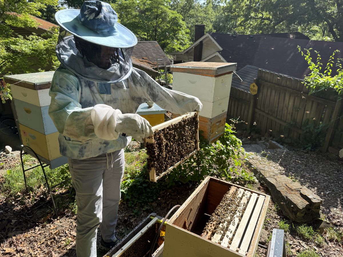 A hive inspection in a Chattanooga backyard, pulling a frame covered in bees with hives and neighborhood homes in the background