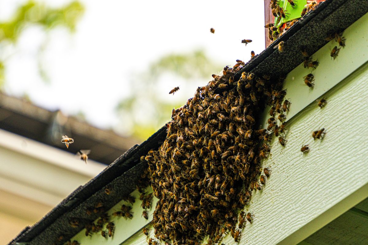 A feral honeybee swarm clustered on house eaves, the kind Carmen rehomes